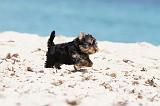 YORKSHIRE TERRIER 110